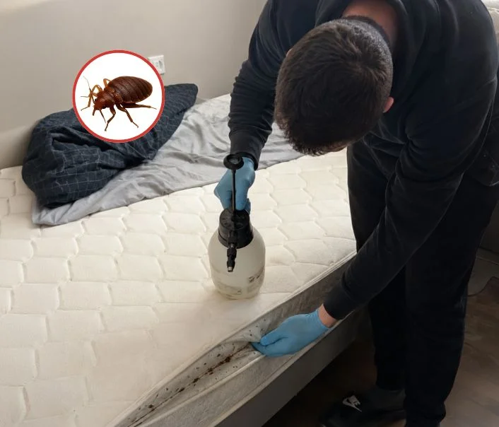 Technicien traitant un matelas contre les punaises de lit à Salins